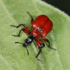 Apoderus coryli