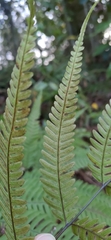 Pteris arisanensis