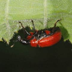 Apoderus coryli