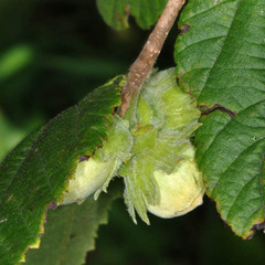 Apoderus coryli