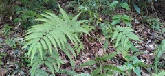 Pteris arisanensis