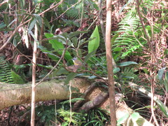 Pachycephala caledonica