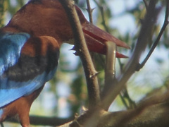Typhlopidae