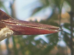 Typhlopidae