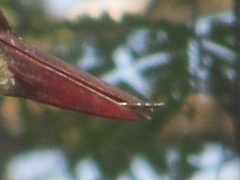 Typhlopidae