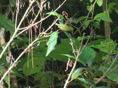 Zosterops xanthochroa