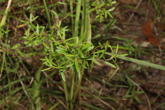Pultenaea paleacea