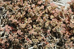 Polycarpon tetraphyllum