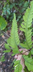 Pteris arisanensis
