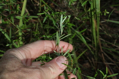 Pultenaea paleacea