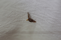 Endotricha mesenterialis