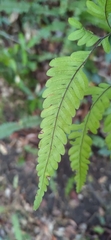 Pteris arisanensis