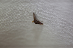 Endotricha mesenterialis