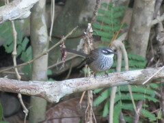 Rhipidura verreauxi verreauxi