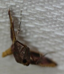 Endotricha mesenterialis