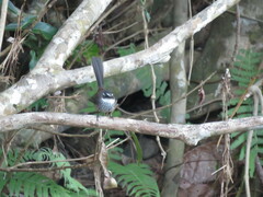 Rhipidura verreauxi verreauxi