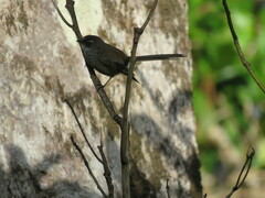 Rhipidura verreauxi verreauxi