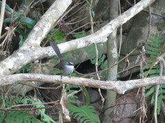 Rhipidura verreauxi verreauxi