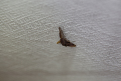 Endotricha mesenterialis