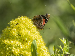 Vanessa vulcania