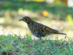 Zoothera aurea