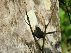 Rhipidura verreauxi verreauxi