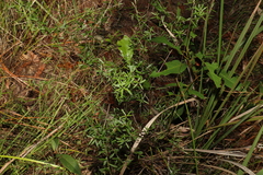 Pultenaea paleacea