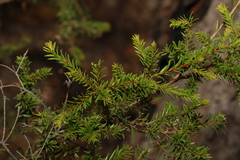 Melaleuca sieberi