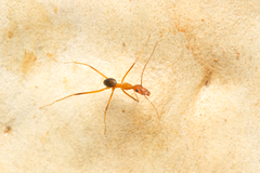 Leptomyrmex rufipes