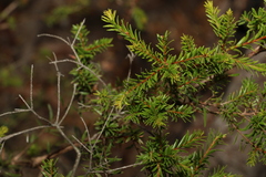 Melaleuca sieberi