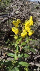 Calceolaria microbefaria