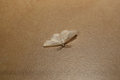 Scopula hypochra