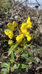 Calceolaria microbefaria