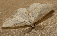 Scopula hypochra
