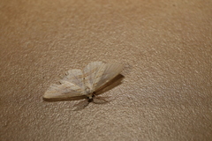 Scopula hypochra