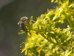 Colletes dimidiatus