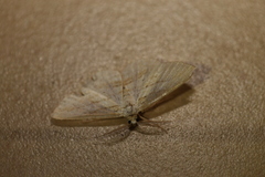 Scopula hypochra
