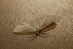 Scopula hypochra