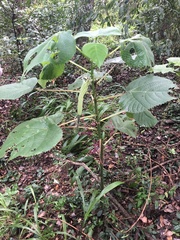 Dendrocnide moroides