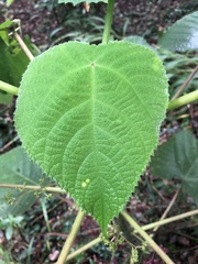 Dendrocnide moroides