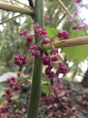 Dendrocnide moroides