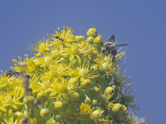 Colletes dimidiatus