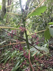 Dendrocnide moroides