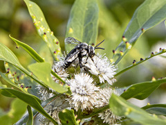 Thyreus histrionicus