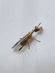 Spaminta minjerribae