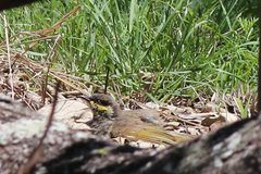 Gavicalis fasciogularis