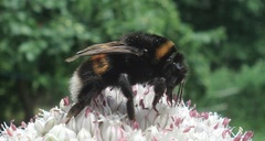 Bombus terrestris