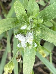 Lithospermum officinale