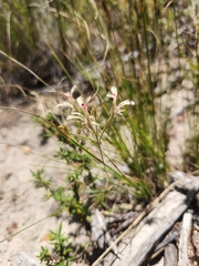 Pelargonium pinnatum