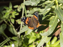 Vanessa vulcania